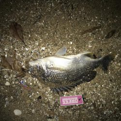 甲子園浜にバチ調査