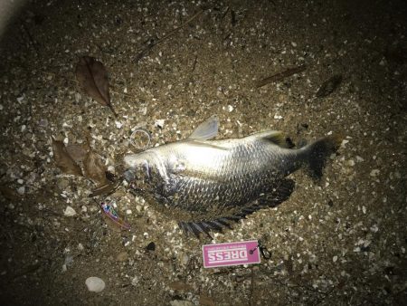 甲子園浜にバチ調査