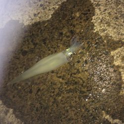 複数釣果&最高サイズ