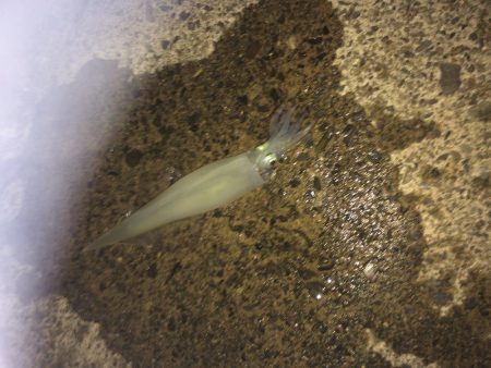 複数釣果&最高サイズ