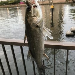 マイクロベイト パターン攻略 東京 若洲海浜公園 シーバス スズキ セイゴ 陸っぱり 釣り 魚釣り 釣果情報サイト カンパリ