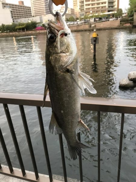 マイクロベイト パターン攻略