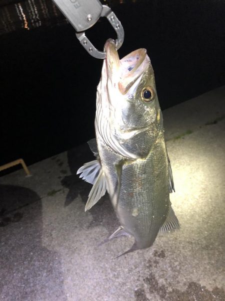 なんとか１匹だけ〜