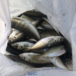 アジ釣り①