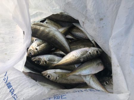 アジ釣り①