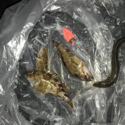 アナゴも釣れた