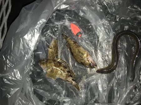 アナゴも釣れた
