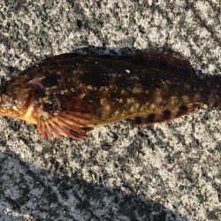 今年、初ゲット！