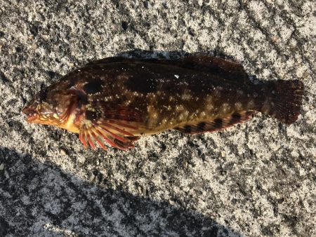 今年、初ゲット！