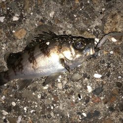 メバちびと遊ぶ