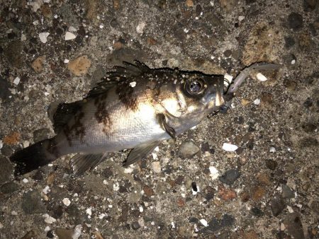 メバちびと遊ぶ