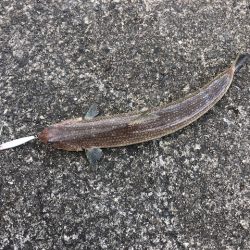 青物はまだ、、。