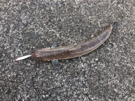 青物はまだ、、。