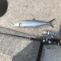 処分場L字でサゴシとエソ祭り