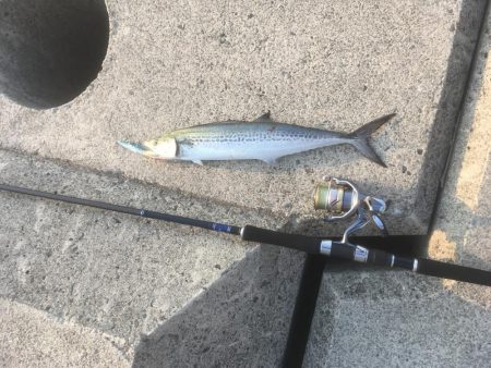 処分場L字でサゴシとエソ祭り