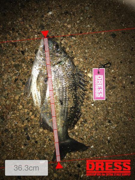 ノッコミ真チヌ