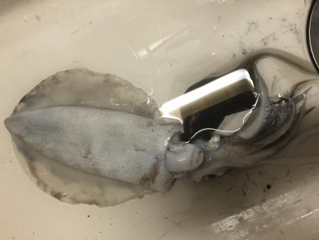 今年初のアオリー！