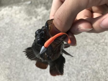 人工島で穴釣り