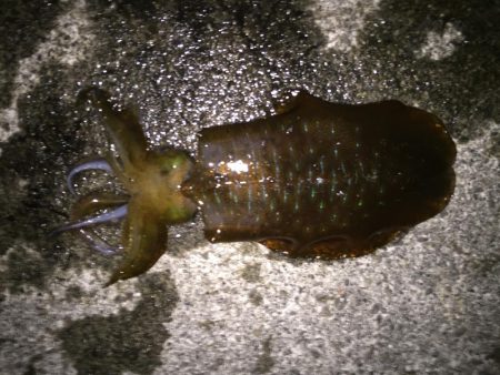 お久しぶりのアオリさん