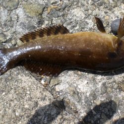 アイナメ見れた