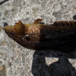 アオイソメでチョイ投げ