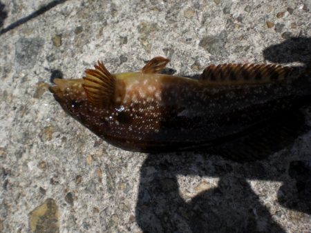 アオイソメでチョイ投げ