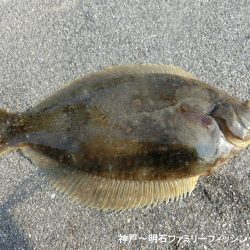 花見カレイがやっと来た