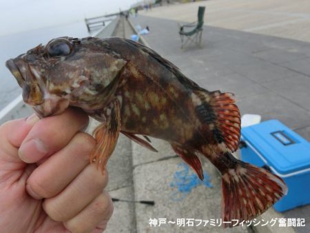 根魚絶好調