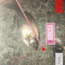 漁港ライトゲーム