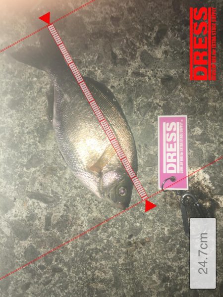 漁港ライトゲーム