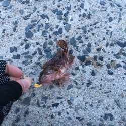 超ライトゲーム、おまけ付