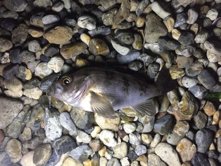 メバル・ガシラ