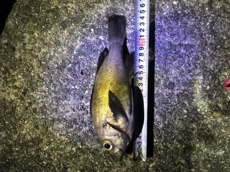 メバリングのち穴釣り