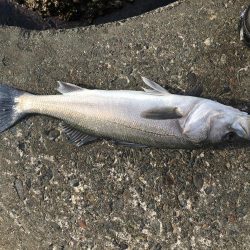 強風の中の釣果