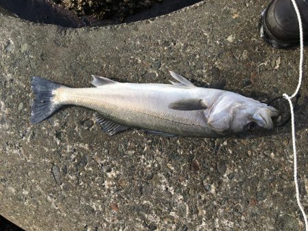 強風の中の釣果