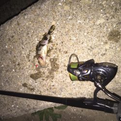 ジグ単に挑戦！