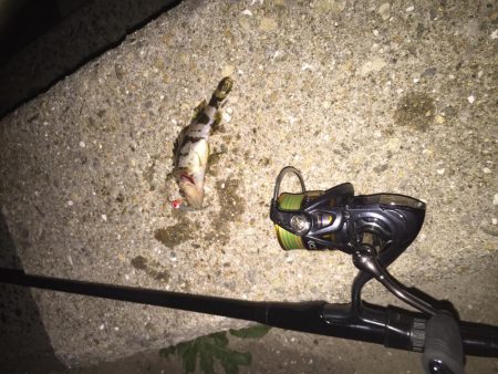 ジグ単に挑戦！