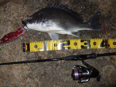 ２０１８ キビレ調査NO、２