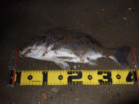 ２０１８ キビレ調査NO、4