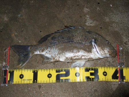 ２０１８ キビレ調査NO、5