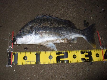 ２０１８ キビレ調査NO、７