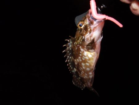 メバル行方不明