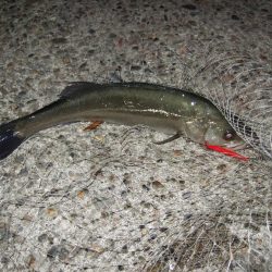 バチ抜け開幕＆鱗付け完了！