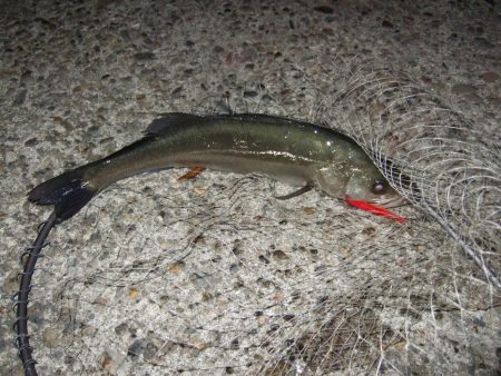 バチ抜け開幕＆鱗付け完了！