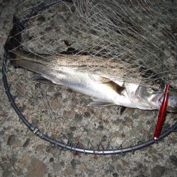 にょろにょろ初Hit！！