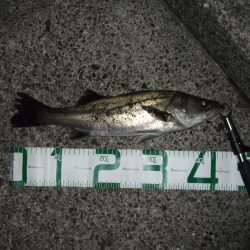 ボイルはなくても、バチは見えなくても＼(^o^)／