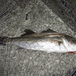 あわやボウズ！？