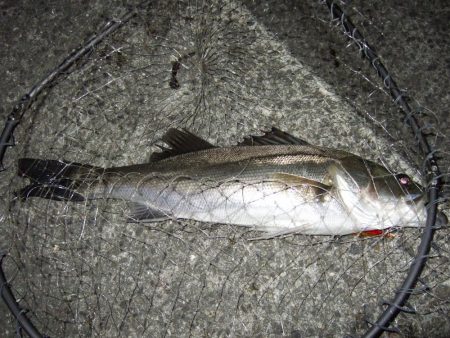 あわやボウズ！？