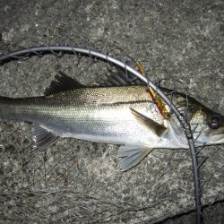 面目保てました!!