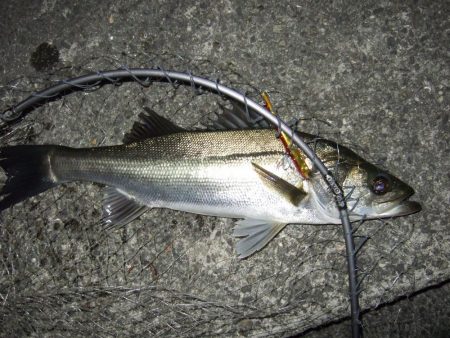 面目保てました！！